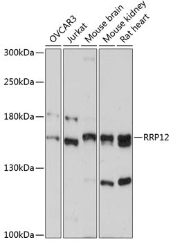 RRP12 Rabbit pAb