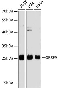 SFRS9 Rabbit pAb