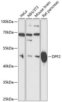 DPF2 Rabbit pAb