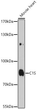 C1S Rabbit pAb