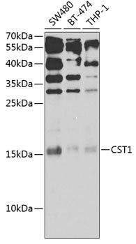 CST1 Rabbit pAb