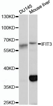 IFIT3 Rabbit pAb