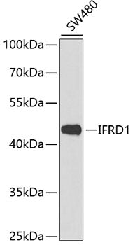 IFRD1 Rabbit pAb