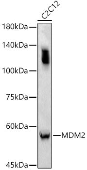 MDM2 Rabbit pAb