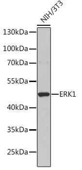 ERK1 Rabbit pAb