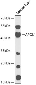 APOL1 Rabbit pAb
