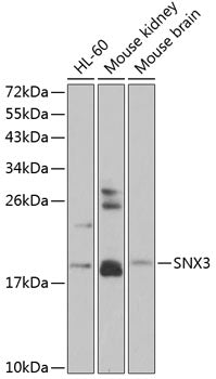 SNX3 Rabbit pAb