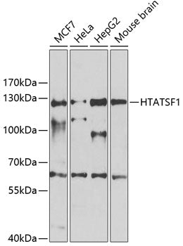 HTATSF1 Rabbit pAb