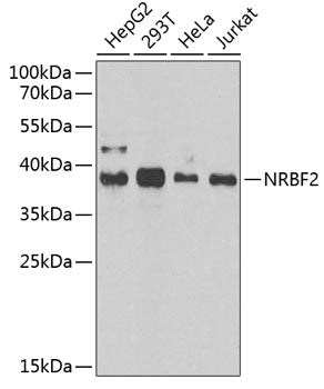 NRBF2 Rabbit pAb