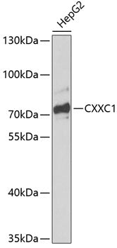 CXXC1 Rabbit pAb