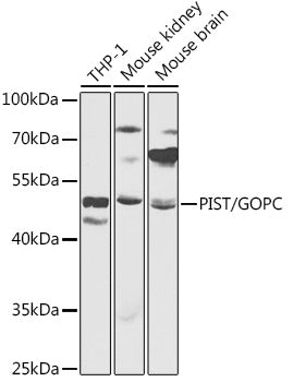 PIST/GOPC Rabbit pAb