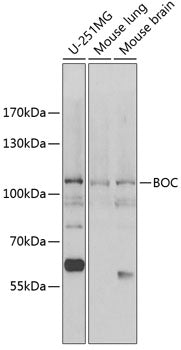 BOC Rabbit pAb