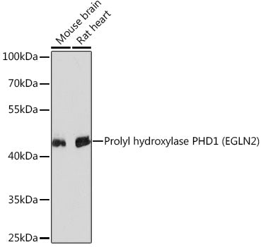 Prolyl hydroxylase PHD1 (EGLN2) Rabbit pAb