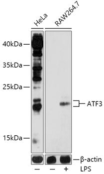 ATF3 Rabbit pAb