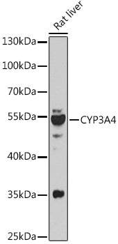 CYP3A4 Rabbit pAb