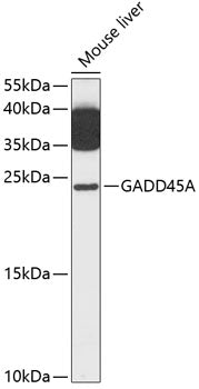 GADD45A Rabbit pAb
