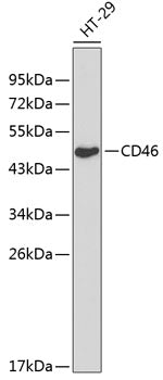 CD46 Rabbit pAb