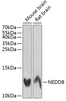 NEDD8 Rabbit pAb