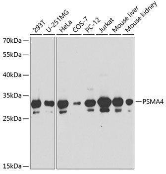 PSMA4 Rabbit pAb