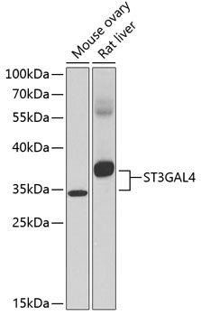 ST3GAL4 Rabbit pAb