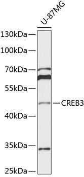 CREB3 Rabbit pAb