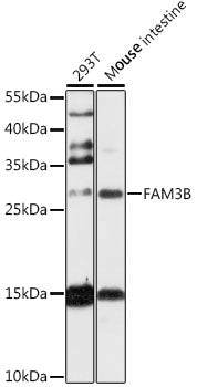 FAM3B Rabbit pAb