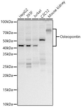 Osteopontin Rabbit pAb