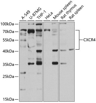CXCR4 Rabbit pAb