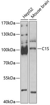 C1S Rabbit pAb
