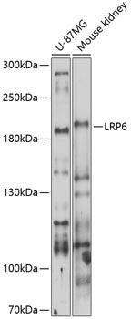 LRP6 Rabbit pAb