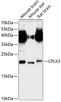 CPLX3 Rabbit pAb