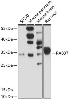 RAB37 Rabbit pAb