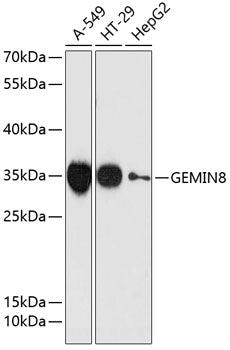 GEMIN8 Rabbit pAb