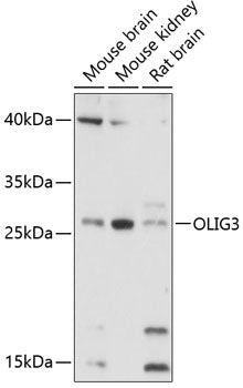 OLIG3 Rabbit pAb
