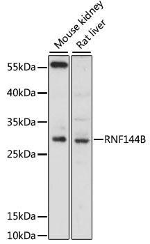 RNF144B Rabbit pAb