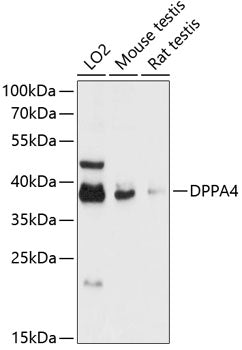 DPPA4 Rabbit pAb