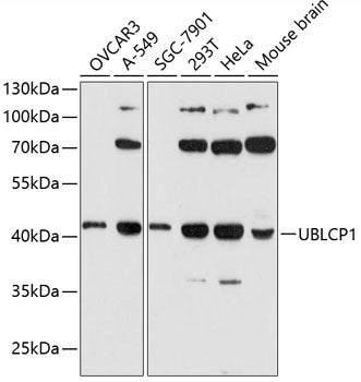 UBLCP1 Rabbit pAb