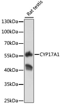 CYP17A1 Rabbit pAb