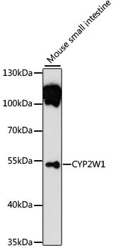 CYP2W1 Rabbit pAb