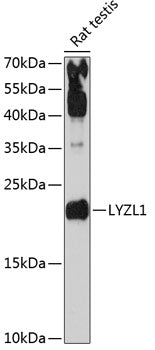 LYZL1 Rabbit pAb