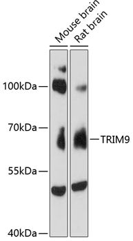 TRIM9 Rabbit pAb