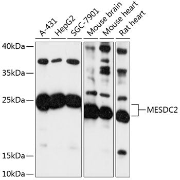 MESDC2 Rabbit pAb