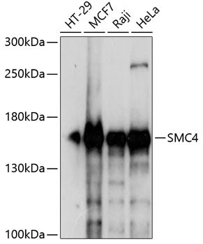 SMC4 Rabbit pAb