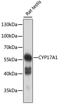 CYP17A1 Rabbit pAb