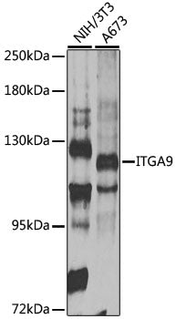 ITGA9 Rabbit pAb