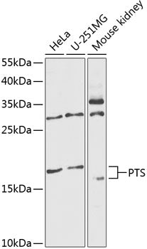 PTS Rabbit pAb