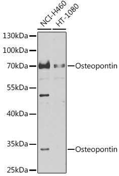 Osteopontin Rabbit pAb