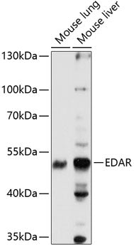 EDAR Rabbit pAb