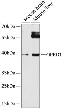 OPRD1 Rabbit pAb