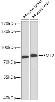 EML2 Rabbit pAb